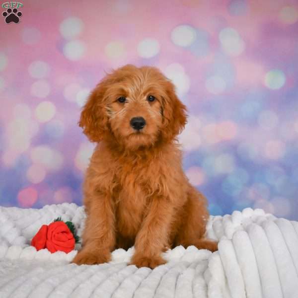 Ollie, Mini Goldendoodle Puppy