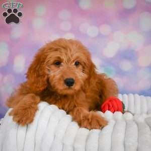 Ollie, Mini Goldendoodle Puppy