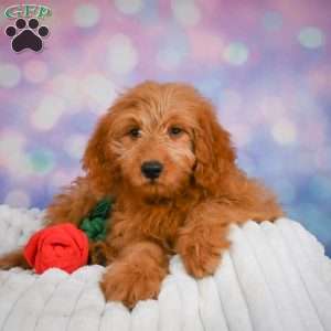 Ollie, Mini Goldendoodle Puppy