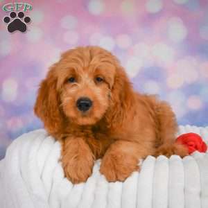 Lucky, Mini Goldendoodle Puppy
