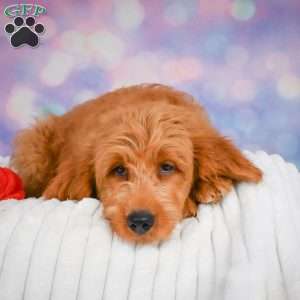 Lucky, Mini Goldendoodle Puppy