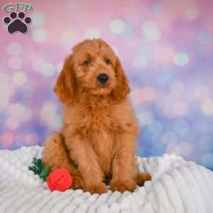 Lucky, Mini Goldendoodle Puppy