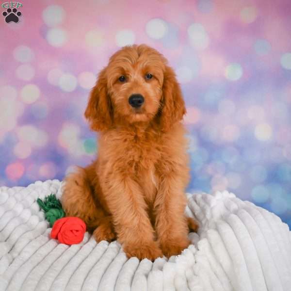 Lucky, Mini Goldendoodle Puppy