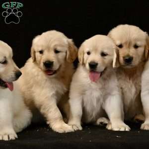 Sophie, Golden Retriever Puppy