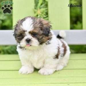 Biscuit, Shih Tzu Puppy