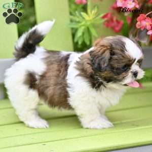 Biscuit, Shih Tzu Puppy