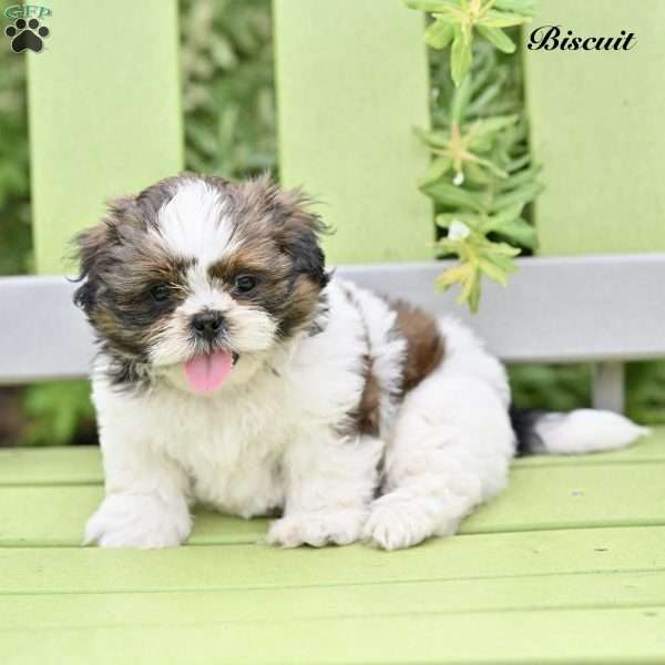 Biscuit, Shih Tzu Puppy