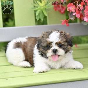 Biscuit, Shih Tzu Puppy
