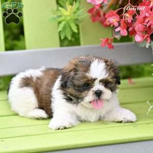 Biscuit, Shih Tzu Puppy