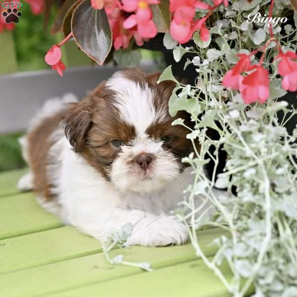 Bingo, Shih Tzu Puppy