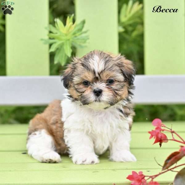 Becca, Shih Tzu Puppy