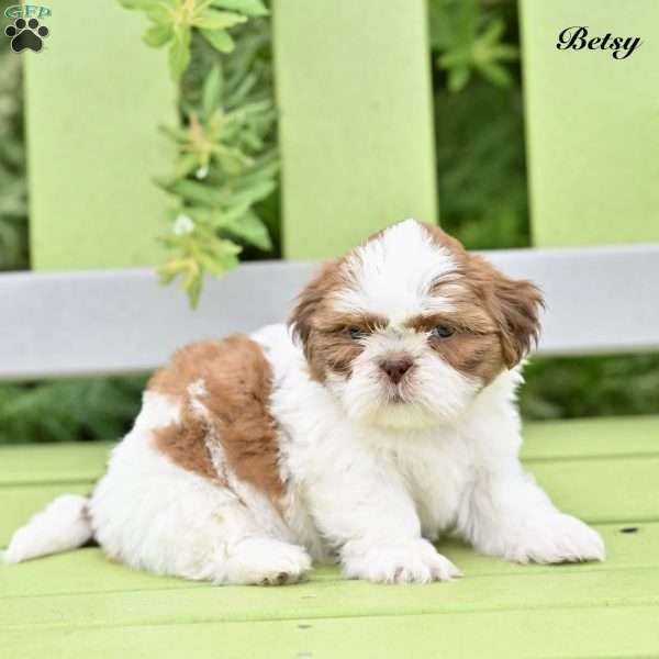 Betsy, Shih Tzu Puppy