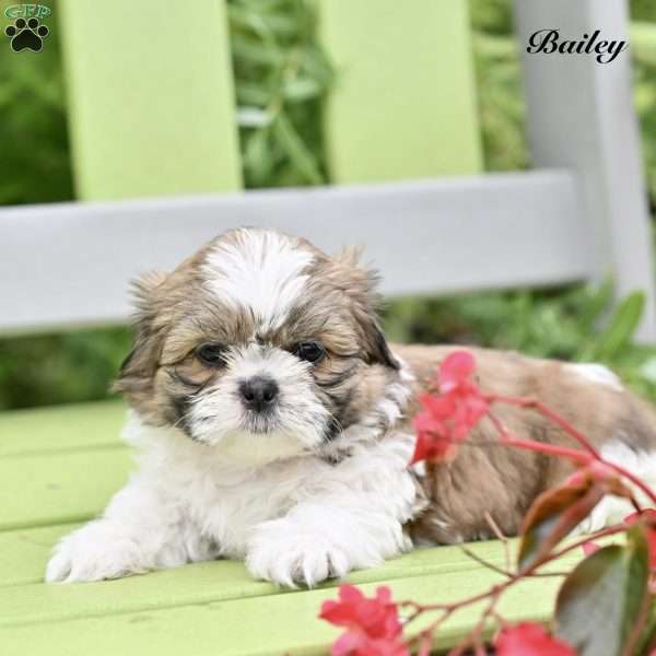 Bailey, Shih Tzu Puppy