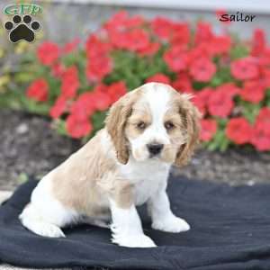 Sailor, Cocker Spaniel Puppy