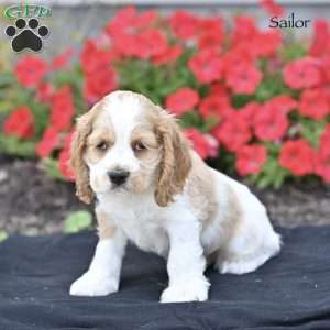 Sailor, Cocker Spaniel Puppy