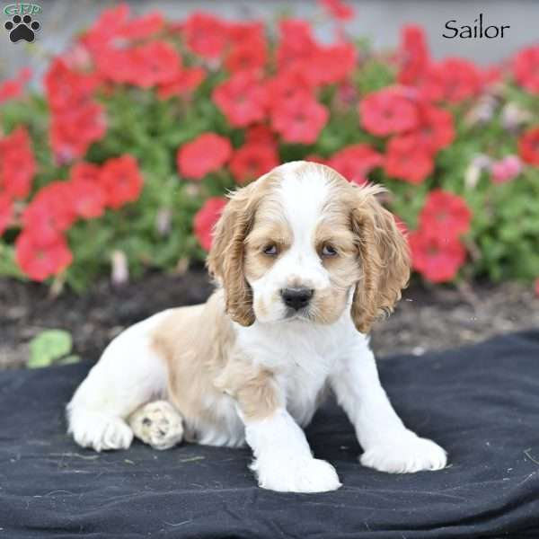 Sailor, Cocker Spaniel Puppy