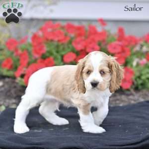 Sailor, Cocker Spaniel Puppy