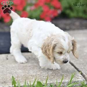 Skylar, Cocker Spaniel Puppy