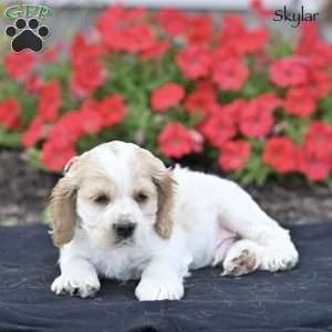 Skylar, Cocker Spaniel Puppy