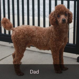 dad