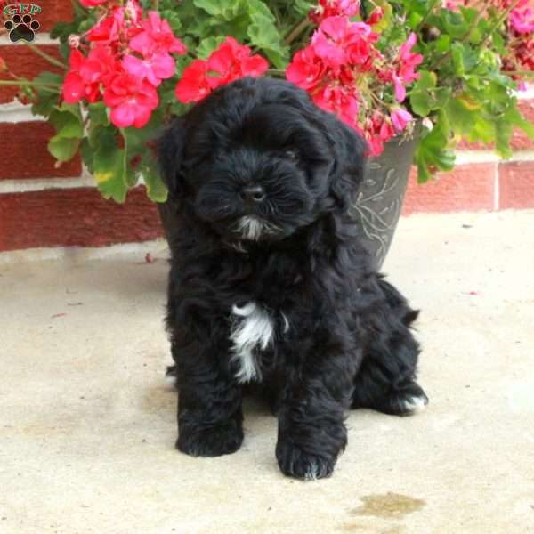 Daffy, Havapoo Puppy