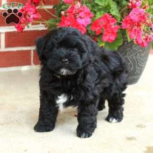 Daffy, Havapoo Puppy