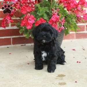Daffy, Havapoo Puppy
