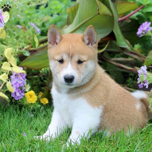 Dahlia, Shiba Inu Puppy