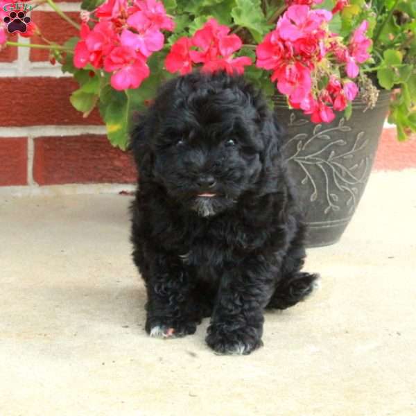 Dahlia, Havapoo Puppy