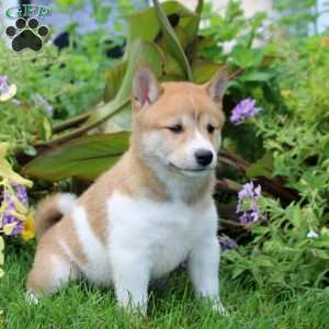 Dahlia, Shiba Inu Puppy
