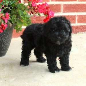 Dahlia, Havapoo Puppy