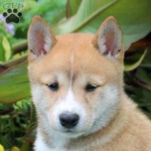 Dahlia, Shiba Inu Puppy
