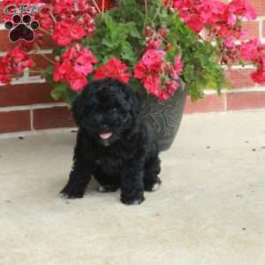Dahlia, Havapoo Puppy