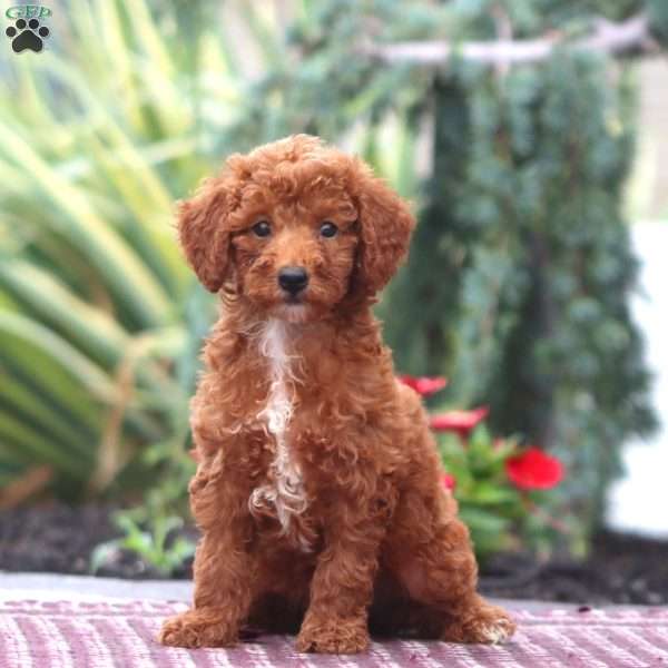 Dahlia-Moyen, Miniature Poodle Puppy