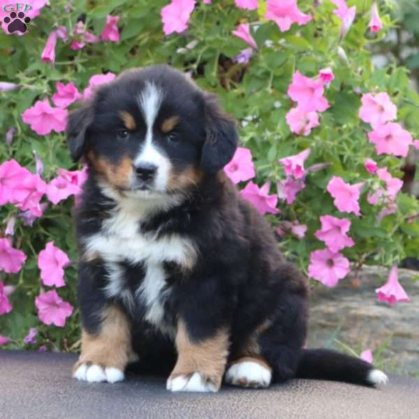 Dahlia, Bernese Mountain Dog Puppy