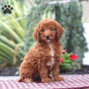 Dahlia-Moyen, Miniature Poodle Puppy