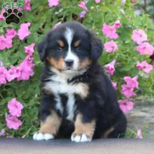 Dahlia, Bernese Mountain Dog Puppy