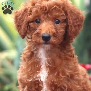 Dahlia-Moyen, Miniature Poodle Puppy