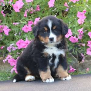 Dahlia, Bernese Mountain Dog Puppy