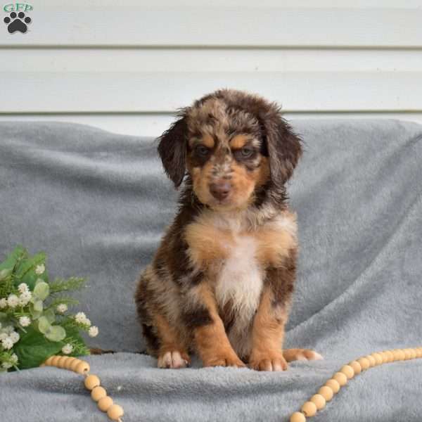 Daisy, Mini Bernedoodle Puppy