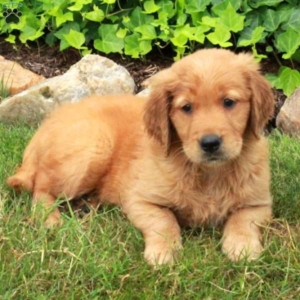 Daisy, Golden Retriever Puppy