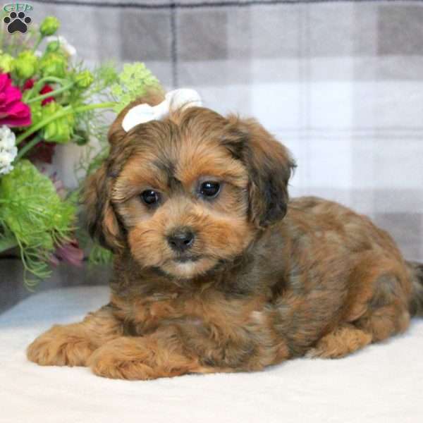 Daisy, Shih-Poo Puppy