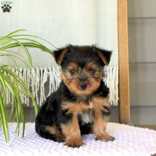 Daisy, Yorkie Puppy