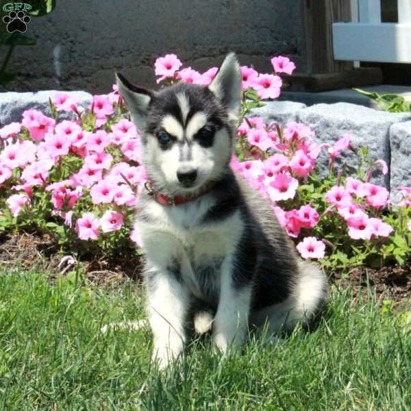 Daisy, Siberian Husky Puppy