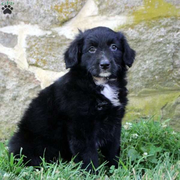 Daisy, Aussiedoodle Puppy