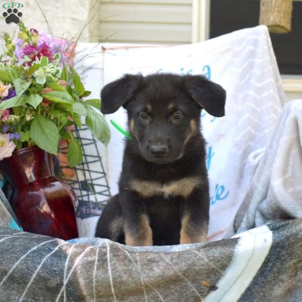 Daisy, German Shepherd Puppy