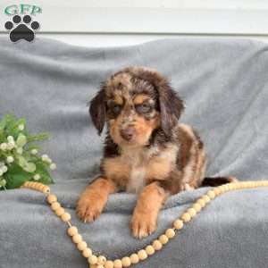 Daisy, Mini Bernedoodle Puppy