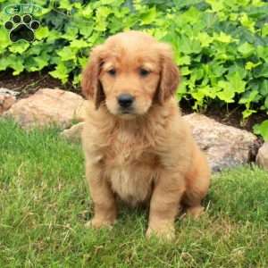 Daisy, Golden Retriever Puppy