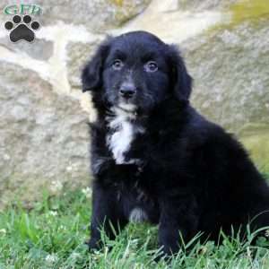 Daisy, Aussiedoodle Puppy