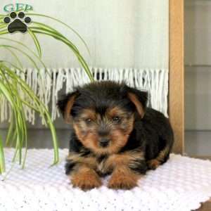 Daisy, Yorkie Puppy